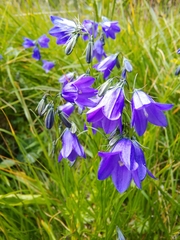Campanula serrata