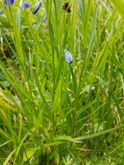Campanula serrata