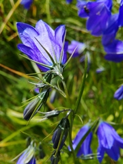 Campanula serrata