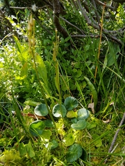 Soldanella