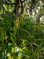 Soldanella