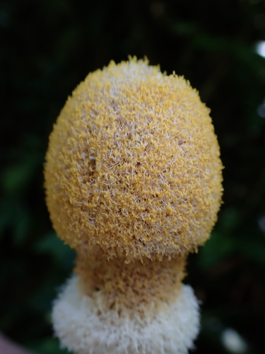 Image of Parkia speciosa by (c) Louis Aureglia, some rights reserved (CC BY)