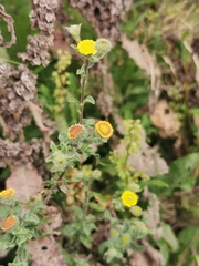 Pulicaria vulgaris
