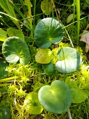 Soldanella