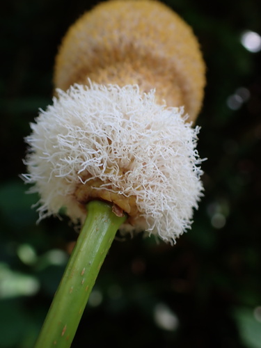 Image of Parkia speciosa by (c) Louis Aureglia, some rights reserved (CC BY)