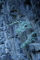 Scrophularia lateriflora, photograph (c) Oleg Kosterin, some rights reserved (CC BY)