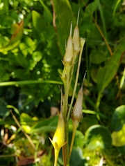 Soldanella