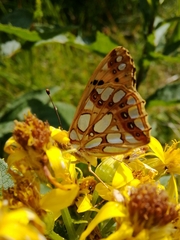 Issoria lathonia
