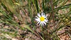 Aster hispidus