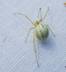 Enoplognatha ovata