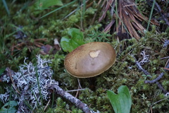 Suillus variegatus