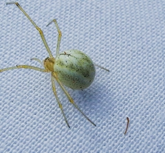 Enoplognatha ovata