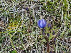 Lomatogonium rotatum