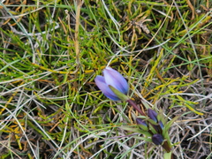 Lomatogonium rotatum