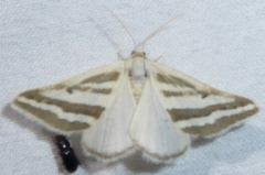 Euaspilates spinataria