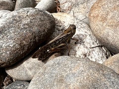 Locusta