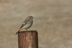 Phoenicurus auroreus