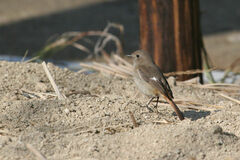 Phoenicurus auroreus