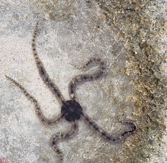 Ophiocoma scolopendrina