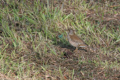 Turdus pallidus