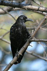 Corvus corone