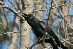 Corvus macrorhynchos