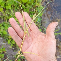 Carex secalina