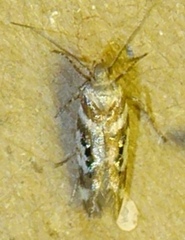 Aristotelia elegantella