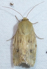 Heliocheilus paradoxus