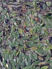Potamogeton nodosus