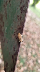 Cleistolophus viridimargo