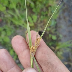Carex secalina