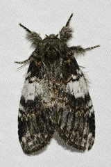 Peridea angulosa