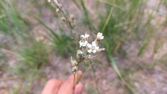 Silene repens