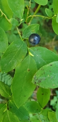 Vaccinium alaskaense
