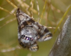 Petrophila confusalis