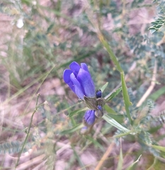 Gentiana decumbens