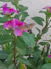 Macroglossum stellatarum