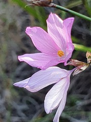 Ixia micrandra