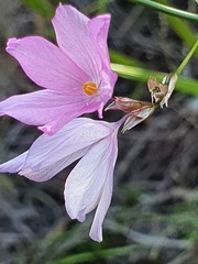 Ixia micrandra