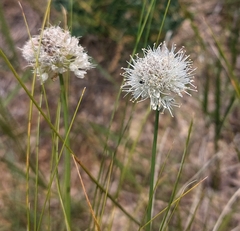 Allium leucocephalum