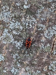 Pyrrhocoris apterus