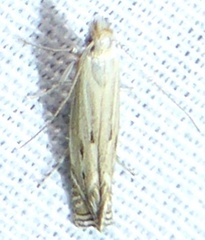 Isophrictis magnella