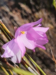 Ixia micrandra