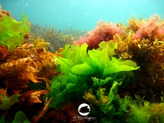 Ulva australis