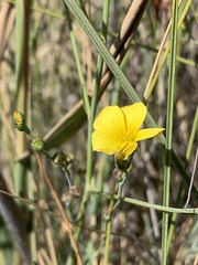 Linum maritimum