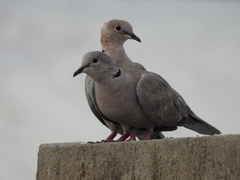 Streptopelia decaocto