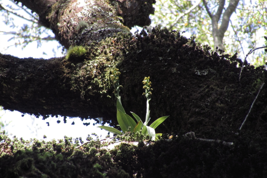 Gavilea odoratissima from Valdivia Province, Los Ríos, Chile on