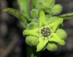 Raphionacme madiensis