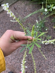 Melilotus albus image